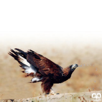 گونه عقاب طلایی Golden Eagle